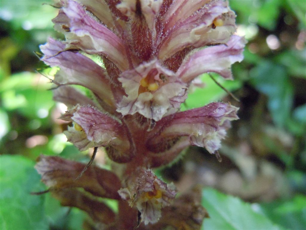 Orobanche hederae / Succiamele dell''edera